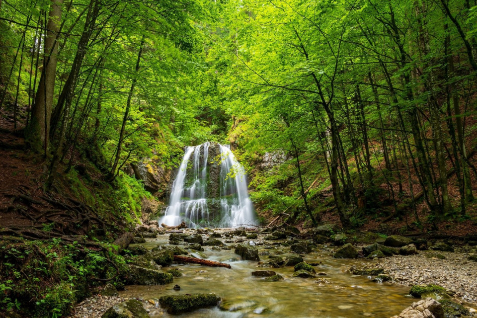Самурский лес